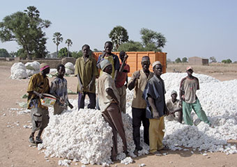 Récolte de coton au Burkina Faso @ E. Vall - Cirad