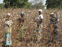 Récolte du coton Burkina Faso @ E. Vall - Cirad