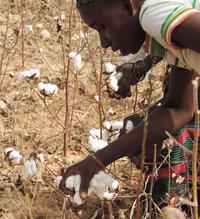 Récolte du coton à Houndé @ G. Bruelle - Cirad